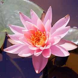 Nymphaea Colorado